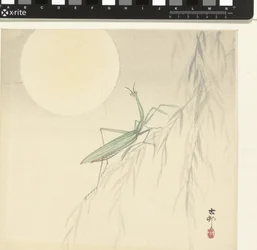Praying Mantis