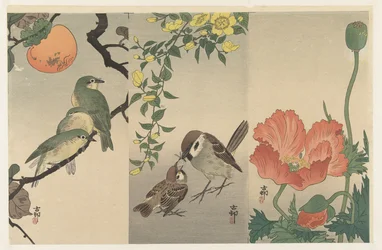 Birds and Plants