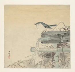 Blue Nightingale