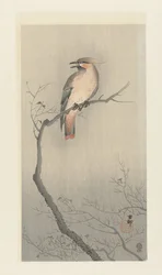 Bohemian Waxwing on a Branch