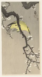 Chinese Oriole on Plum Blossom Branch