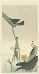 Dragonfly and lotus flower