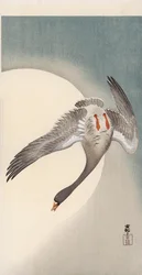Flying white-fronted goose seen from underneath in front of the moon