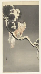 Hawk with Sparrow