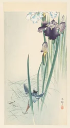 Kingfisher and Irises