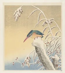 Kingfisher in the Snow