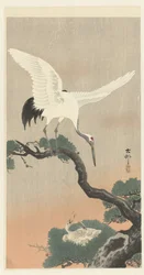 Japanese Crane on Pine Branch