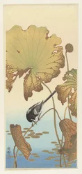 Japanese Wagtail on Lotus Plant