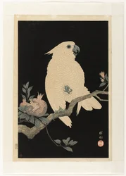 Cockatoo with Pomegranate