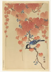 Great Tit on Paulownia Branch