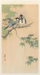 Great tits on a maple branch