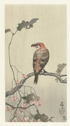 Crossbill on Tree Branch