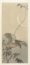 Quail by Sickle Moon
