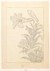 Lilies