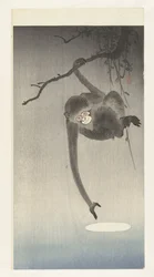Monkey reaches for reflection of the moon