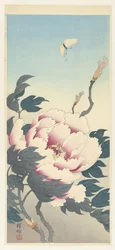 Peony and a Butterfly