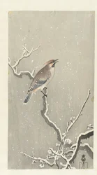 Waxwing on snowy branch