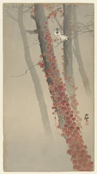 Red Ivy
