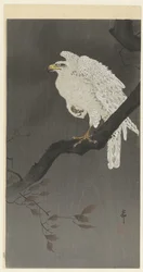 Snow Eagle on a Tree Branch