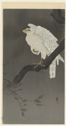 Snow Eagle on a Branch