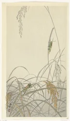 Grasshoppers on Rice Plants