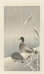 Two Ducks on Snowy Reed