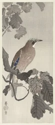 Flemish Jay on Tree Branch