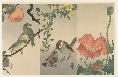 Birds and Plants