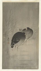 Moorhens among Reeds