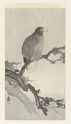 Sea Eagle on a Branch