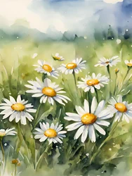 Blooming Daisy Field