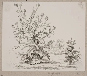 The Thistle and the Rose