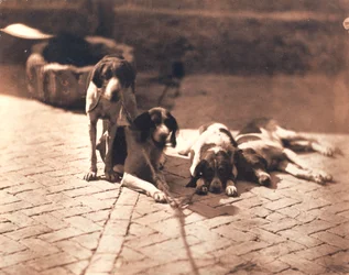 Hunting Dogs, c.1853