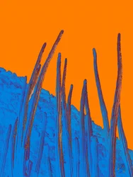 Blue Cacti Orange Sky