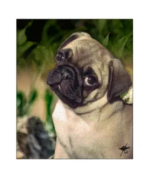 Curious Pug Puppy