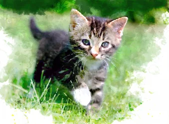 Playful Kitten In Grass