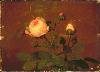 Roses, Roses