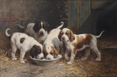 Saint Bernard Puppies Drinking Milk