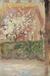 White Blooming Tree in the Front Yard