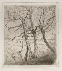 Woods by the Lake