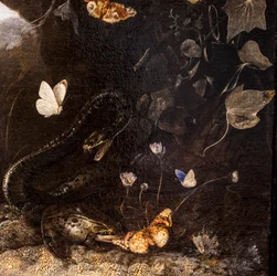 Snakes, Toads and Butterflies