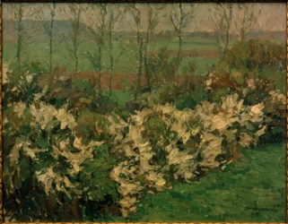 Hawthorn Hedge