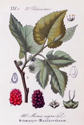 Leaves and fruits of Black mulberry, artwork by Otto Wilhelm Thome from Flora of Germany, Austria and Switzerland