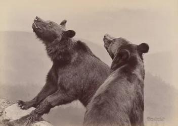 Two Bears, 1889