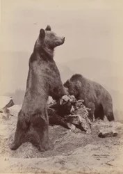 Two Bears, 1889