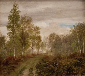 Birch Trees on Læsø After Rain