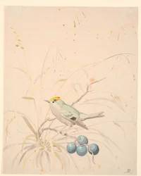 A Goldcrest on a Blackthorn Branch