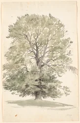 A Large Beech Tree with Green Foliage