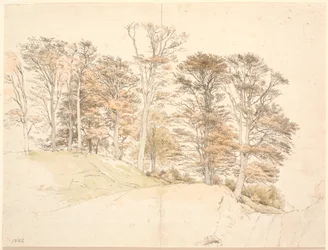 Tall Trees with Autumn Leaves on Hilly Ground