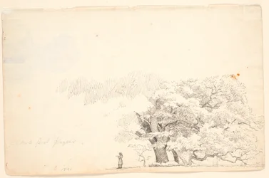 Large Oak Trees, Left a Man Reading